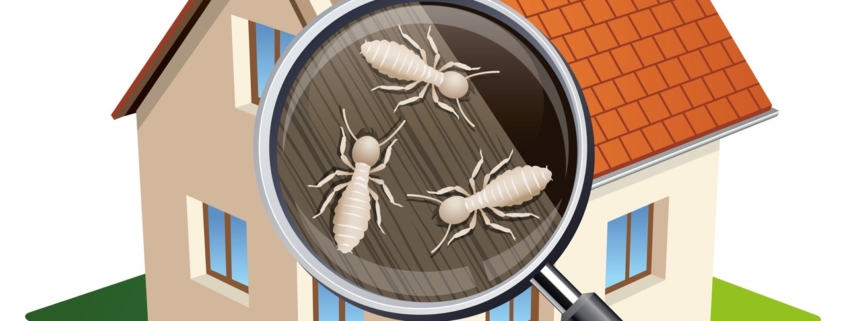 traitement-diagnostic-bois-charpente-preventif-curatif