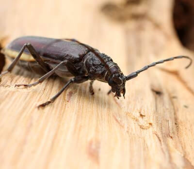 Traitement de bois de charpente - Nuisibles Insectes Capricorne Traitement de bois de charpente - Nuisibles Insectes Capricorne