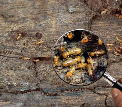 Traitement de bois de charpente - Nuisibles Insectes Termites Traitement de bois de charpente - Nuisibles Insectes Termites